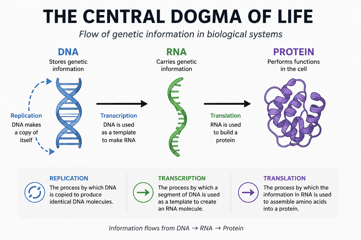 Central Dogma of Life